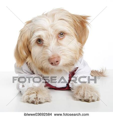 Mixed-breed dog View Large Photo Image Picture - Mixed-breed dog. Fotosearch