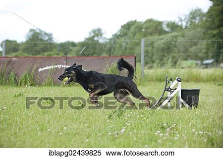 Mixed-breed dog playing flyball View Large Photo Image Stock Photography - Mixed-breed dog playing flyball. Fotosearch