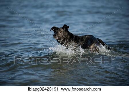 Mixed-breed dog playing in the water View Large Photo Image Stock Image - Mixed-breed dog playing in the water. Fotosearch