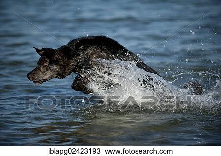Mixed-breed dog playing in the water View Large Photo Image Stock Image - Mixed-breed dog playing in the water. Fotosearch