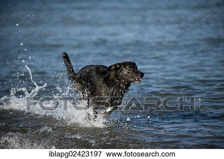 Stock Photo - Mixed-breed dog playing in the water. Fotosearch