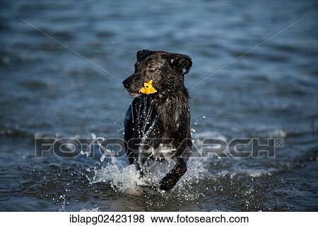 Mixed-breed dog playing in the water View Large Photo Image Stock Photo - Mixed-breed dog playing in the water. Fotosearch