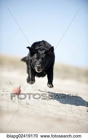 Mixed breed dog playing with a ball View Large Photo Image Stock Image - Mixed breed dog playing with a ball. Fotosearch