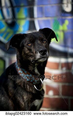 Mixed-breed dog, portrait in front of a wall with graffiti View Large Photo Image Stock Image - Mixed-breed dog, portrait in front of a wall with graffiti. Fotosearch