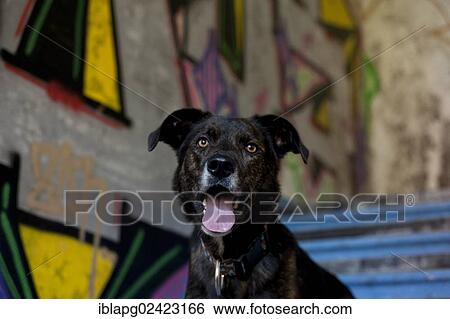 Stock Photograph - Mixed-breed dog, portrait in front of a wall with graffiti. Fotosearch
