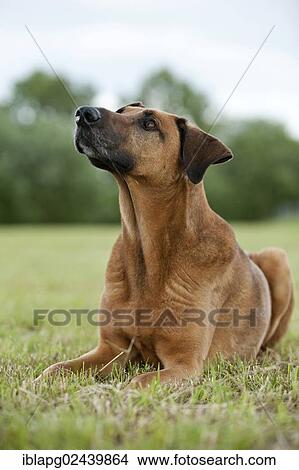 "Mixed-breed dog, portrait" View Large Photo Image Picture - "Mixed-breed dog, portrait". Fotosearch