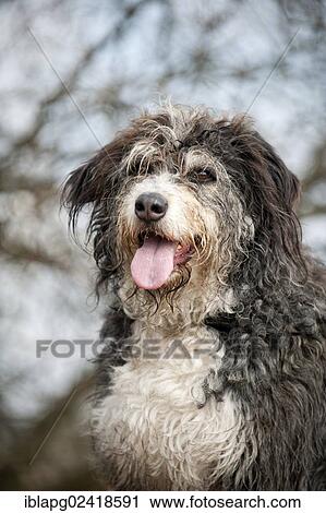 Mixed breed dog, portrait View Large Photo Image Stock Image - Mixed breed dog, portrait. Fotosearch