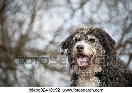 Mixed breed dog, portrait View Large Photo Image Stock Image - Mixed breed dog, portrait. Fotosearch