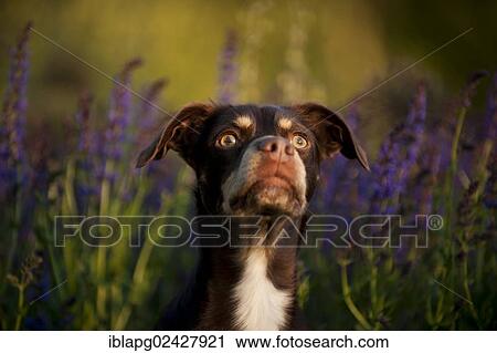 "Mixed-breed dog, portrait" View Large Photo Image Stock Image - "Mixed-breed dog, portrait". Fotosearch