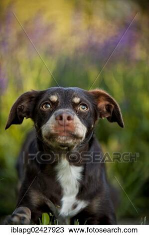 "Mixed-breed dog, portrait" View Large Photo Image Stock Image - "Mixed-breed dog, portrait". Fotosearch
