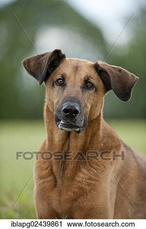 "Mixed-breed dog, portrait" View Large Photo Image Stock Image - "Mixed-breed dog, portrait". Fotosearch