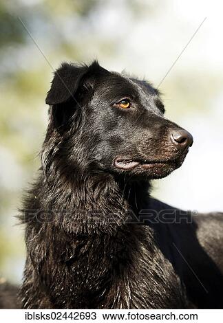 "Mixed-breed dog, portrait" View Large Photo Image Stock Image - "Mixed-breed dog, portrait". Fotosearch