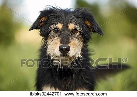 "Mixed-breed dog, portrait" View Large Photo Image Stock Image - "Mixed-breed dog, portrait". Fotosearch