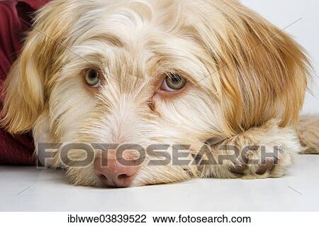 Stock Image - "Mixed-breed dog, portrait". Fotosearch