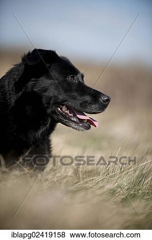 Mixed breed dog, portrait View Large Photo Image Stock Photo - Mixed breed dog, portrait. Fotosearch