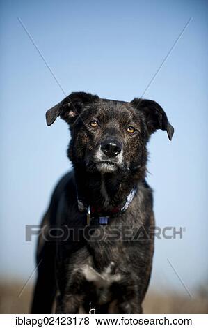 Mixed-breed dog, portrait View Large Photo Image Stock Photo - Mixed-breed dog, portrait. Fotosearch