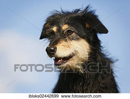 "Mixed-breed dog, portrait" View Large Photo Image Stock Photo - "Mixed-breed dog, portrait". Fotosearch