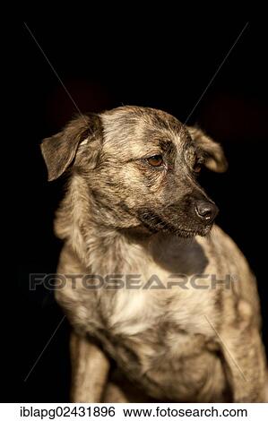 "Mixed-breed dog, portrait" View Large Photo Image Stock Photograph - "Mixed-breed dog, portrait". Fotosearch