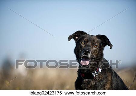 Mixed-breed dog, portrait View Large Photo Image Stock Photography - Mixed-breed dog, portrait. Fotosearch