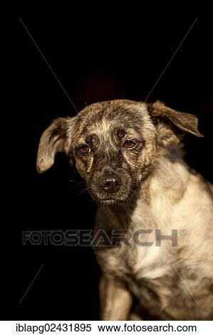 "Mixed-breed dog, portrait" View Large Photo Image Stock Photography - "Mixed-breed dog, portrait". Fotosearch