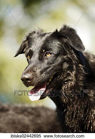 Stock Photography - "Mixed-breed dog, portrait". Fotosearch