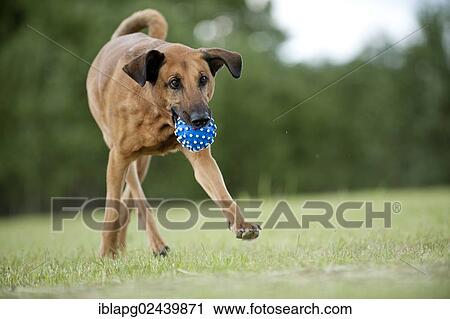Stock Image - Mixed-breed dog retrieving a ball. Fotosearch