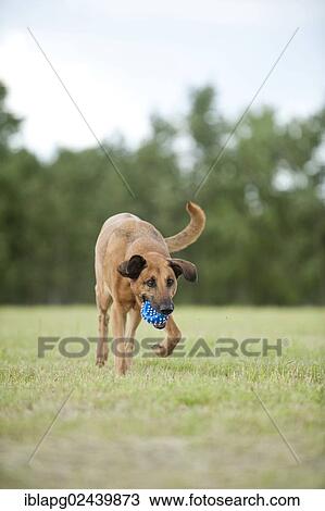 Mixed-breed dog retrieving a ball View Large Photo Image Stock Image - Mixed-breed dog retrieving a ball. Fotosearch