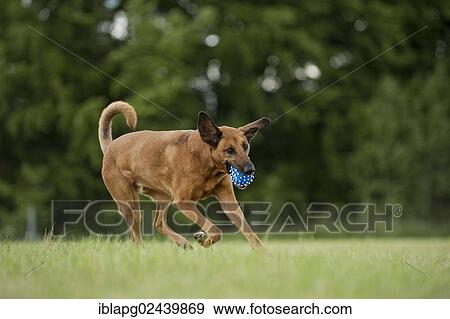 Stock Photo - Mixed-breed dog retrieving a ball. Fotosearch
