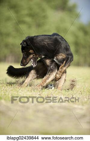 Mixed-breed dog running across a meadow View Large Photo Image Picture - Mixed-breed dog running across a meadow. Fotosearch