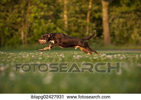 Stock Image - Mixed-breed dog running across a meadow. Fotosearch