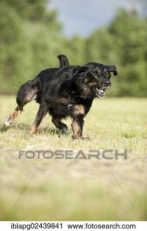 Mixed-breed dog running across a meadow View Large Photo Image Stock Image - Mixed-breed dog running across a meadow. Fotosearch