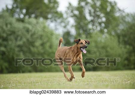 Mixed-breed dog running across a meadow View Large Photo Image Stock Image - Mixed-breed dog running across a meadow. Fotosearch