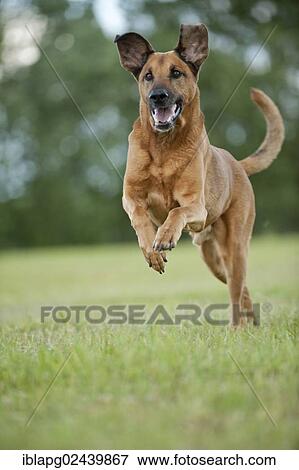 Mixed-breed dog running across a meadow View Large Photo Image Stock Photo - Mixed-breed dog running across a meadow. Fotosearch