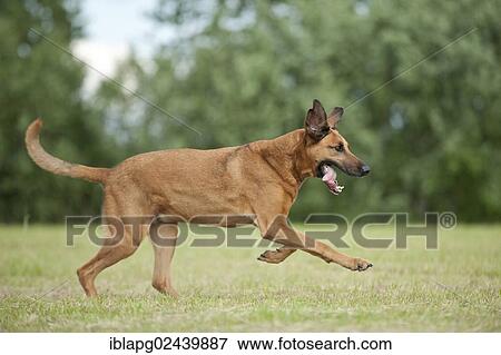 Mixed-breed dog running across a meadow View Large Photo Image Stock Photo - Mixed-breed dog running across a meadow. Fotosearch