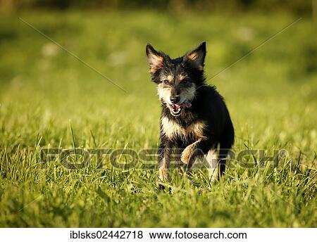 Stock Photo - Mixed-breed dog running across a meadow. Fotosearch