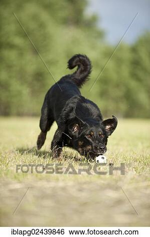 Stock Photograph - Mixed-breed dog running across a meadow. Fotosearch