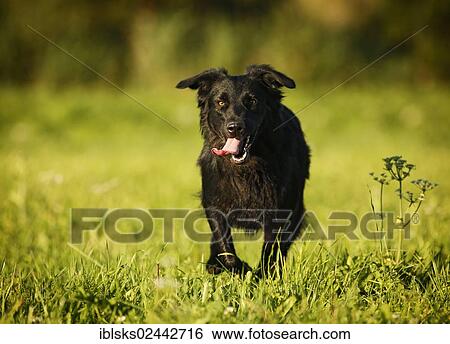 Mixed-breed dog running across a meadow View Large Photo Image Stock Photograph - Mixed-breed dog running across a meadow. Fotosearch
