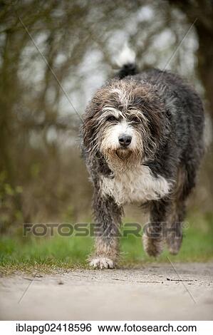 Mixed breed dog running along a path View Large Photo Image Stock Photograph - Mixed breed dog running along a path. Fotosearch
