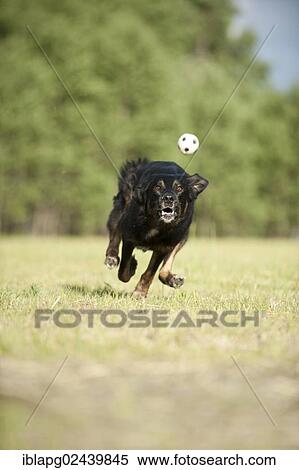 Mixed-breed dog running behind a ball in a meadow View Large Photo Image Stock Photography - Mixed-breed dog running behind a ball in a meadow. Fotosearch