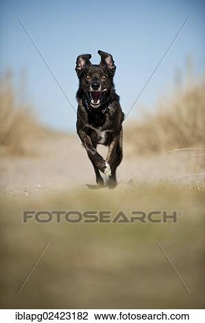 Mixed-breed dog, running View Large Photo Image Stock Image - Mixed-breed dog, running. Fotosearch