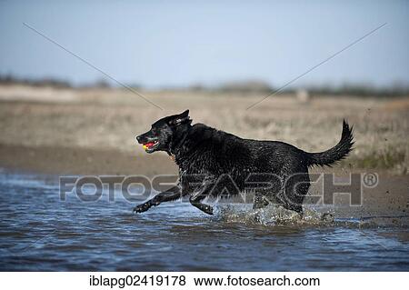 Mixed breed dog running through water View Large Photo Image Stock Photo - Mixed breed dog running through water. Fotosearch
