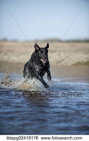 Mixed breed dog running through water View Large Photo Image Stock Photograph - Mixed breed dog running through water. Fotosearch