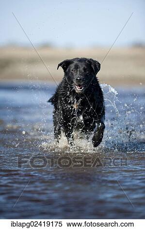 Mixed breed dog running through water View Large Photo Image Stock Photography - Mixed breed dog running through water. Fotosearch