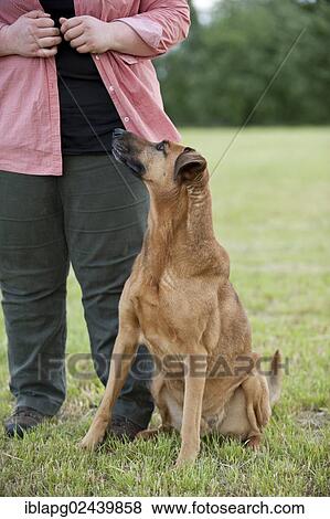 Mixed-breed dog sitting beside its owner View Large Photo Image Stock Photo - Mixed-breed dog sitting beside its owner. Fotosearch