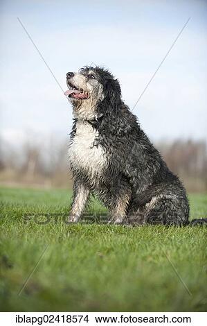 Mixed breed dog sitting in a meadow View Large Photo Image Picture - Mixed breed dog sitting in a meadow. Fotosearch
