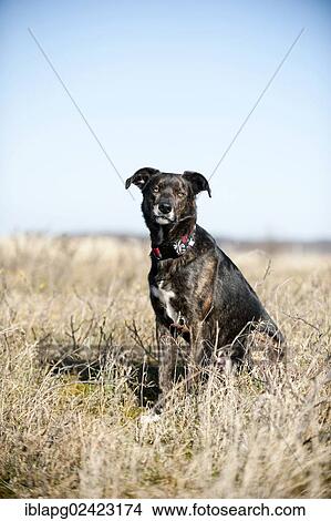 Mixed-breed dog sitting in a meadow View Large Photo Image Picture - Mixed-breed dog sitting in a meadow. Fotosearch