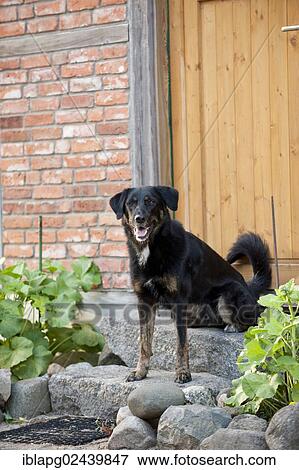 Mixed-breed dog sitting in front of a door View Large Photo Image Stock Photo - Mixed-breed dog sitting in front of a door. Fotosearch