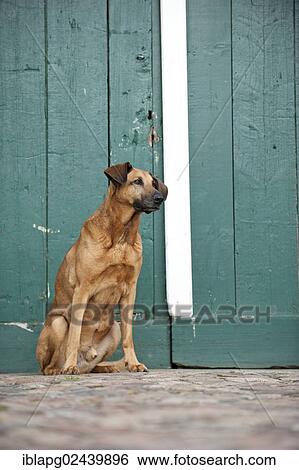Mixed-breed dog sitting in front of a gate View Large Photo Image Stock Photograph - Mixed-breed dog sitting in front of a gate. Fotosearch