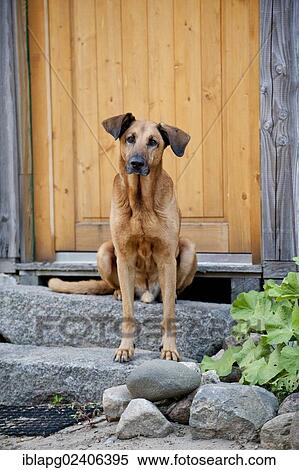 Mixed breed dog sitting in front of a door and waiting View Large Photo Image Stock Photography - Mixed breed dog sitting in front of a door and waiting. Fotosearch