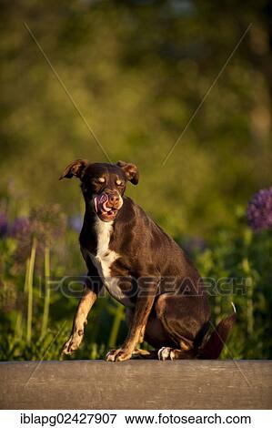 "Mixed-breed dog sitting on a bench, licking its mouth" View Large Photo Image Stock Photo - "Mixed-breed dog sitting on a bench, licking its mouth". Fotosearch